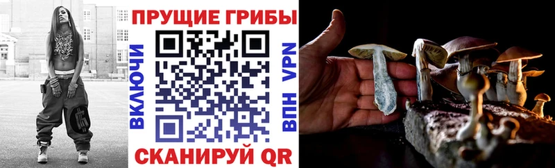 Псилоцибиновые грибы Psilocybine cubensis  купить наркоту  Обоянь 